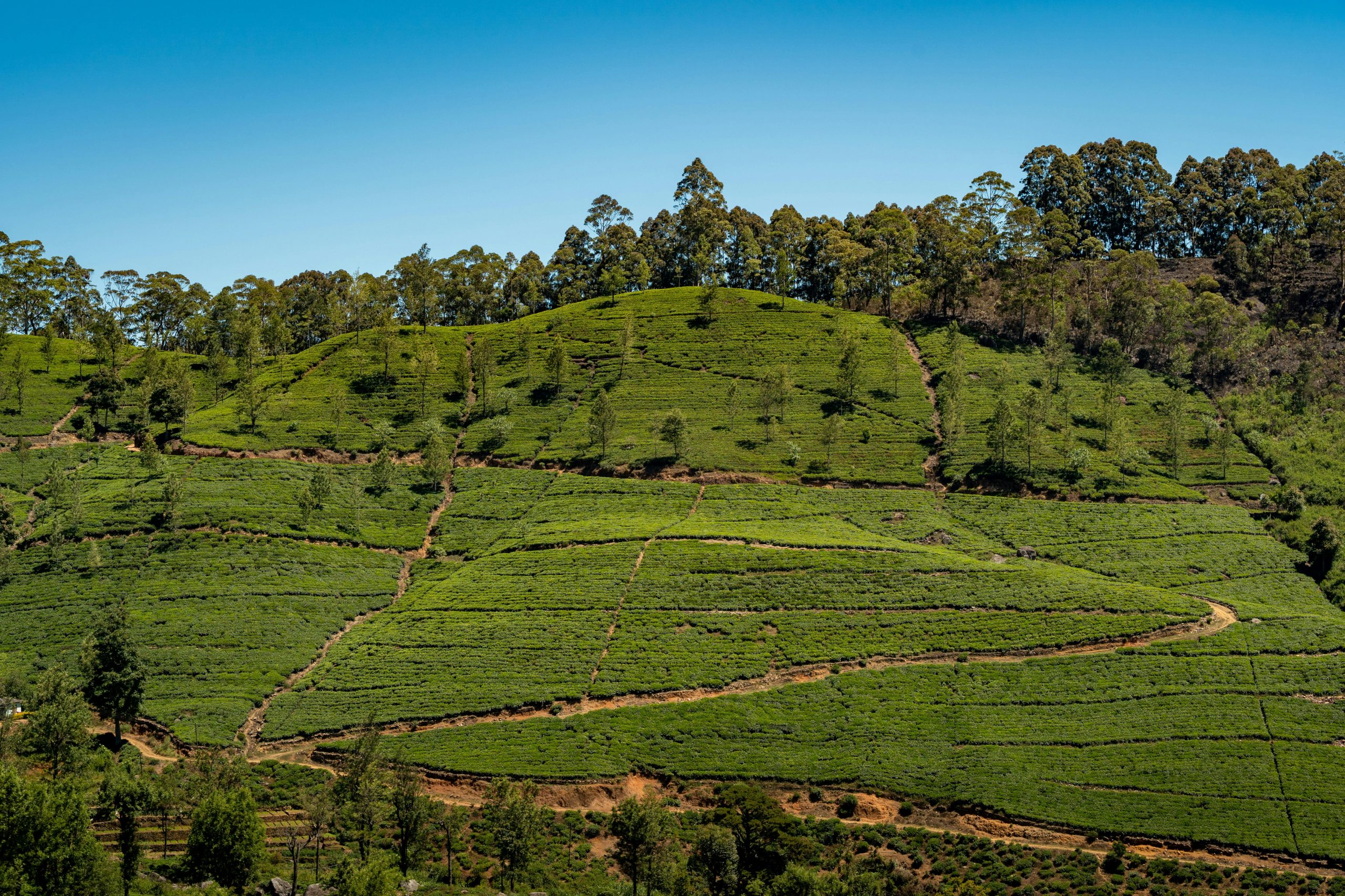 Sri Lankan Cultural Experience